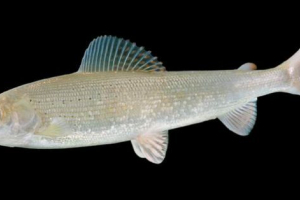 Baikal white harius Baikal white harius